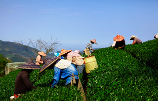 Taiwan Yushan High Mountain Natural Farming Oolong Tea(150g * 1 pack)